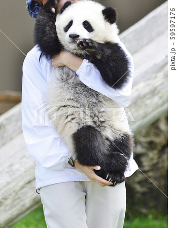 抱っこされるパンダの赤ちゃんの写真素材
