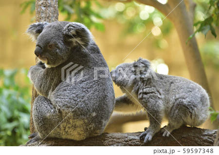 コアラの母親と子ども 59597348