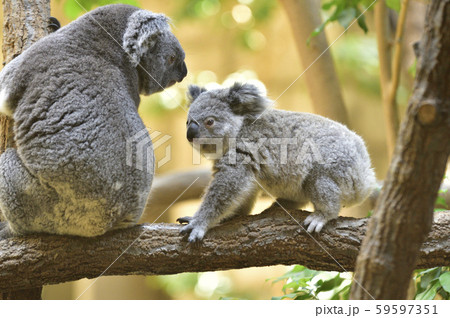 コアラの母親と子ども 59597351