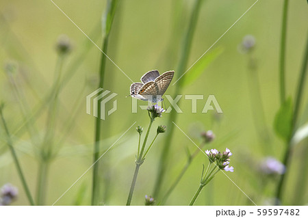 ウラナミシジミ 59597482