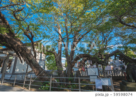 浦安市指定天然記念物　大銀杏 59598074