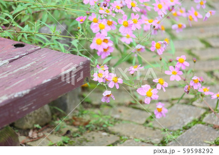 ウインターコスモスの花 ビデンスの写真素材