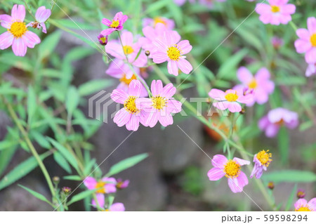 ウインターコスモスの花 ビデンスの写真素材
