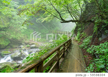 栃木県日光市 荒沢川 遊歩道 (8月) 栃木県日光市 荒沢川 遊歩道 (8月) 59598304