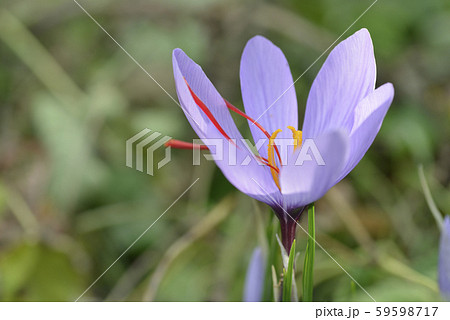 サフランの花 59598717