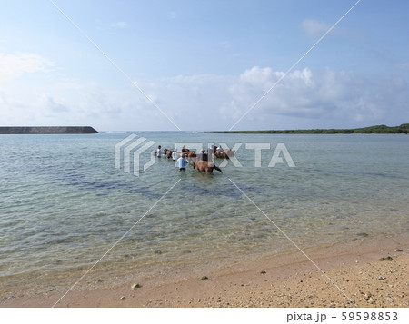 与那国島（海中乗馬） 59598853