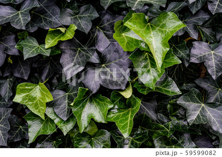 緑の葉　植物の葉　背景素材 59599082