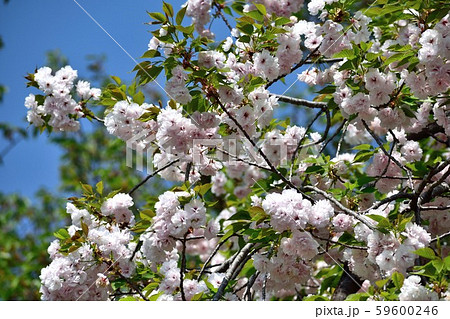 福禄寿 見事な八重桜 薄ピンクの花 福禄寿 見事な八重桜 薄ピンクの花 59600246