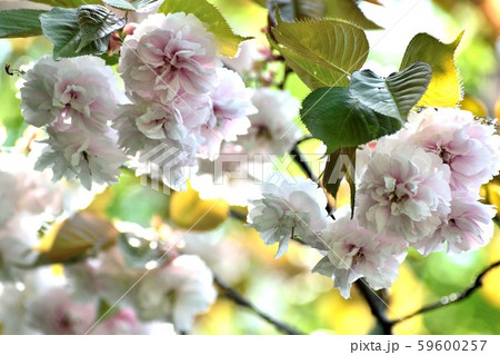 福禄寿 見事な八重桜 薄ピンクの花 59600257
