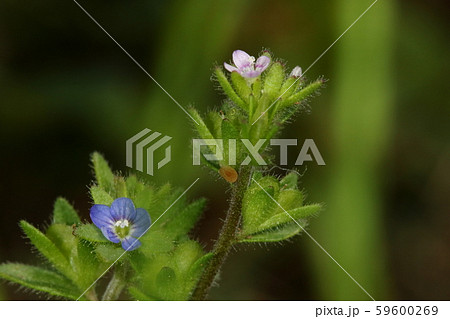 自然　植物　イヌノフグリとタチイヌノフグリ、ピンク色がイヌノフグリ。ブルーがタチイヌノフグリ 59600269