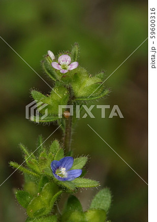 自然 植物 イヌノフグリとタチイヌノフグリ、どちらも小さな花ですがイヌノフグリの方がより小さい? 自然 植物 イヌノフグリとタチイヌノフグリ、どちらも小さな花ですがイヌノフグリの方がより小さい? 59600316