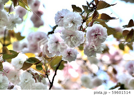 福禄寿 見事な八重桜 薄ピンクの花アップ 59601514