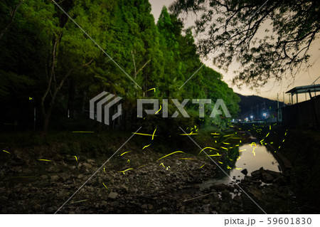 ゲンジボタル（源氏蛍）の軌跡（兵庫県） 59601830