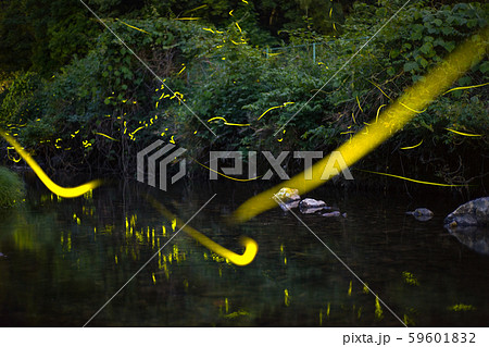 ゲンジボタル（源氏蛍）の軌跡（兵庫県） 59601832