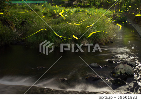 ゲンジボタル（源氏蛍）の軌跡（兵庫県） 59601833