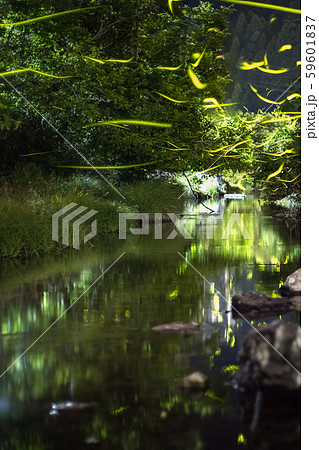 ゲンジボタル（源氏蛍）の軌跡（兵庫県） 59601837