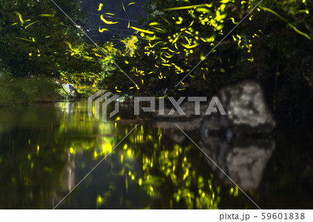 ゲンジボタル（源氏蛍）の軌跡（兵庫県） 59601838