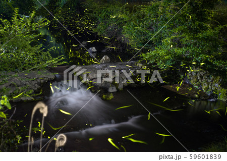 ゲンジボタル（源氏蛍）の軌跡（兵庫県） 59601839