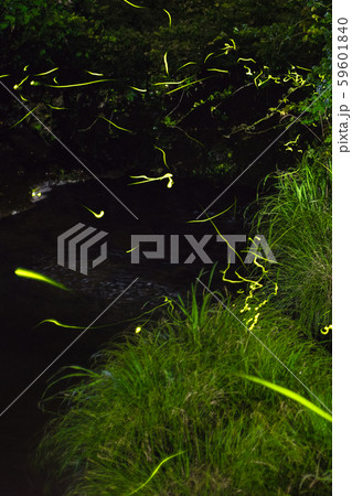 ゲンジボタル（源氏蛍）の軌跡（兵庫県） 59601840