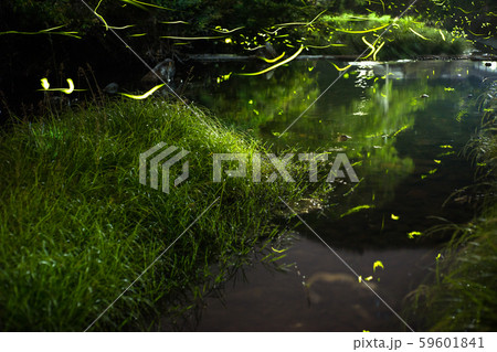 ゲンジボタル（源氏蛍）の軌跡（兵庫県） 59601841