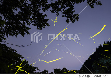 ゲンジボタル（源氏蛍）の軌跡（兵庫県） 59601842