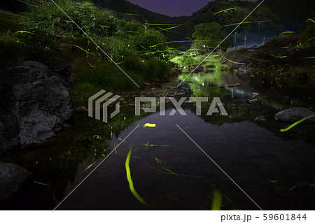 ゲンジボタル（源氏蛍）の軌跡（兵庫県） 59601844