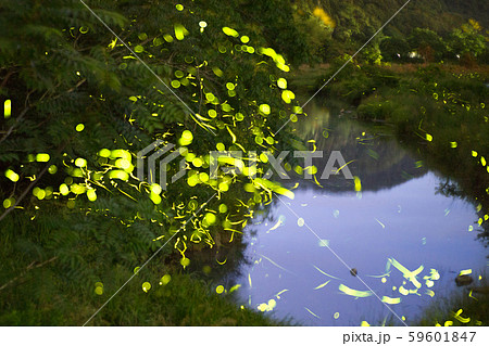 ゲンジボタル（源氏蛍）の軌跡（兵庫県） 59601847