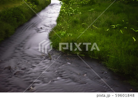 ゲンジボタル（源氏蛍）の軌跡（兵庫県） 59601848