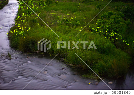 ゲンジボタル（源氏蛍）の軌跡（兵庫県） 59601849