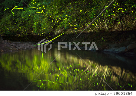 ゲンジボタル（源氏蛍）の軌跡（兵庫県） 59601864