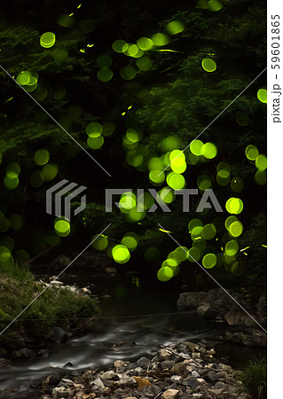 ゲンジボタル（源氏蛍）の軌跡（兵庫県） 59601865