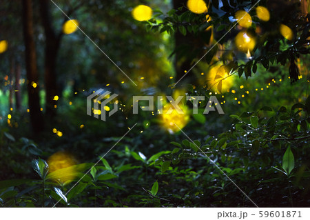 ヒメボタル（姫蛍）の軌跡（兵庫県） 59601871