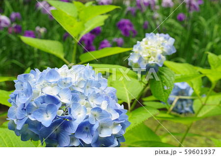 紫陽花 59601937