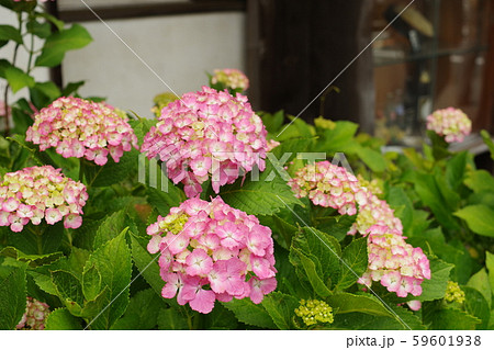 紫陽花 59601938
