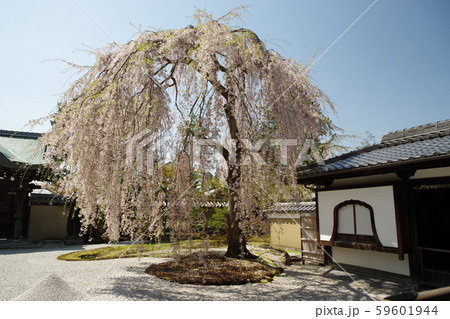 高台寺の桜 高台寺の桜 59601944