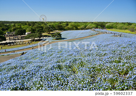 ネモフィラ 59602337