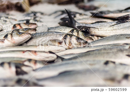 Fresh sea fish in ice Fresh sea fish in ice 59602599