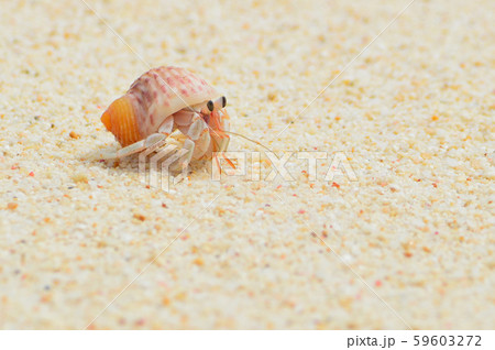 オカヤドカリ 59603272