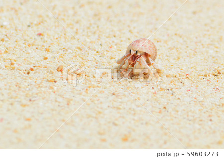 オカヤドカリ 59603273