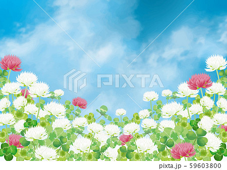 シロツメクサ シロツメクサ 春 春の花 草原 自然 花 4月 群生 晴天 青空 満開のイラスト素材