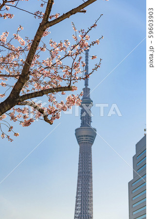【スカイツリー 桜】 【スカイツリー 桜】 59603903