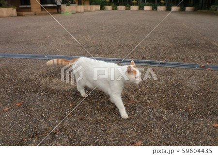 公園：野良猫：人なっこい：新入り：雄 59604435