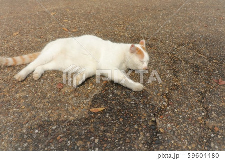 猫：野良猫：捨て猫：人なっこい 59604480