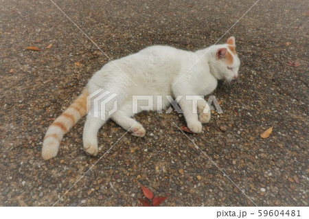 猫：野良猫：捨て猫：人なっこい 59604481