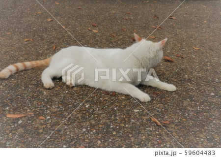 猫：野良猫：捨て猫：人なっこい 59604483