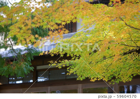 吉城園の紅葉 吉城園の紅葉 59604570