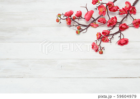 Plum Flowers Blossom on white wood plank Plum Flowers Blossom on white wood plank 59604979