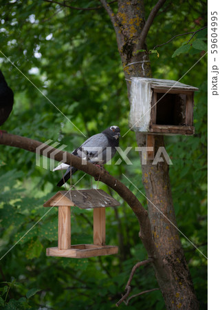 Pigeon in a birdhouse in the Park on a green background Pigeon in a birdhouse in the Park on a green background 59604995