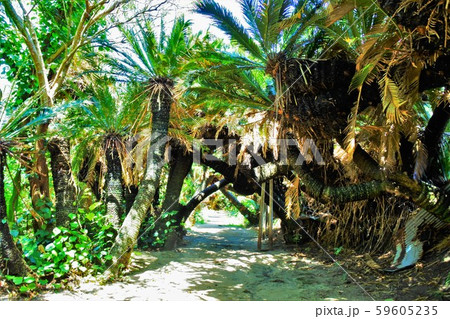 蘇鉄トンネル（徳之島） Tokunoshima,JPN 59605235