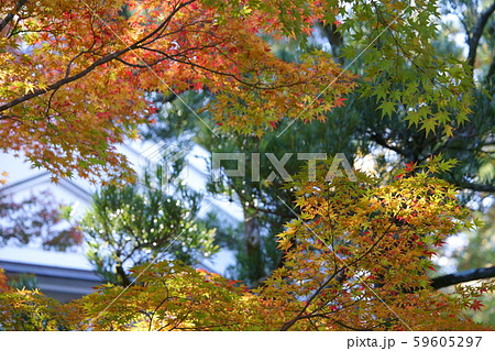 日本庭園の紅葉・吉城園２ 59605297